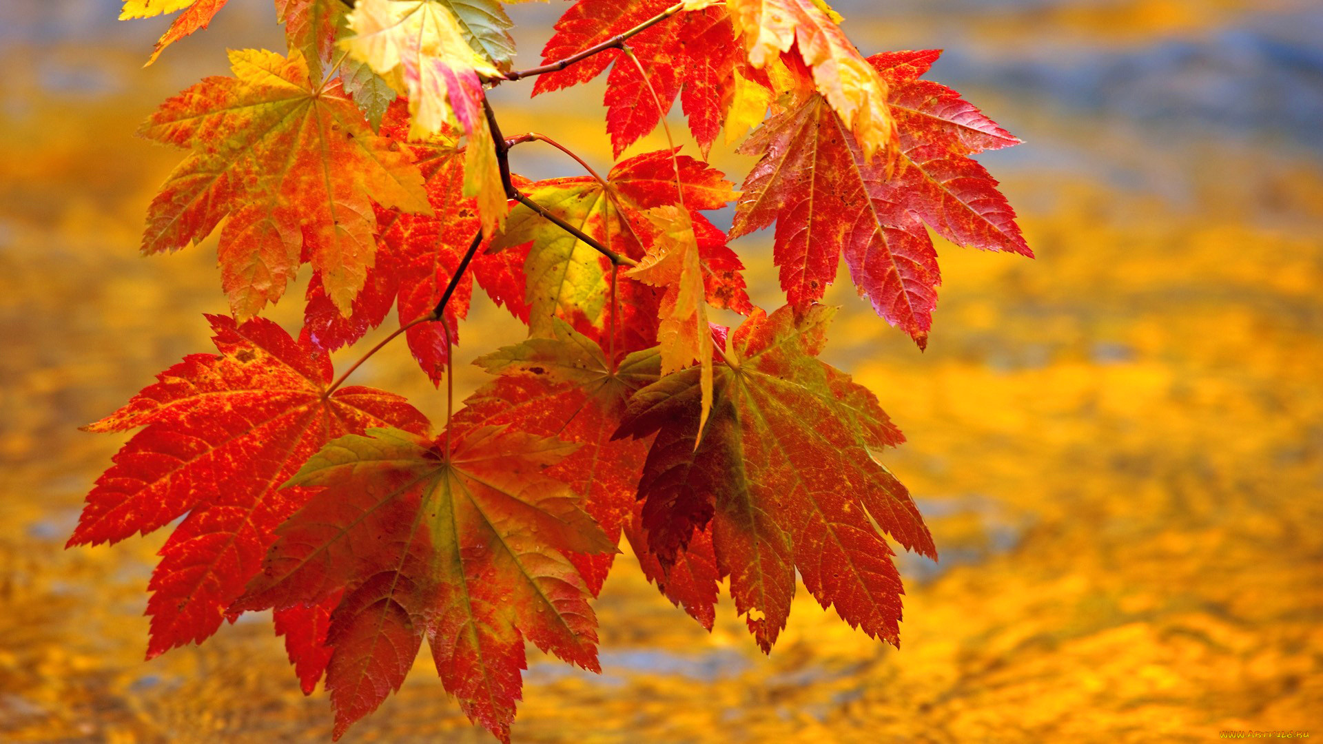 Золотая осень кленовые листья